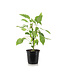 Piment  Mini Orange Pillar 5 po | Saveur petit format