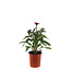 Echinacea Double scoop watermelon Deluxe 1 gal | Explosion de couleur au melon d'eau
