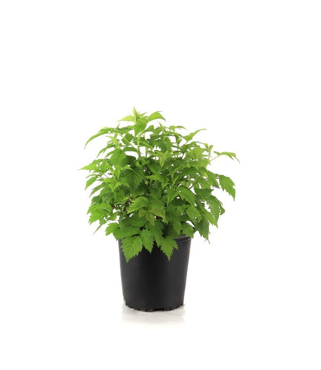 Framboisier Anne 2 gal | Douceur dorée au jardin