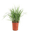 Calamagrostis Karl Foerster