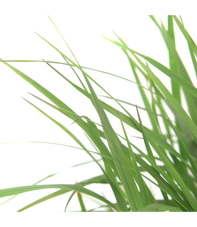 Calamagrostis Karl Foerster | Graminée ornementale pour jardin