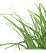 Calamagrostis Karl Foerster | Graminée ornementale pour jardin