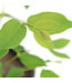Camerise Edulis Berry Blue 2 gal | Camérisier rustique aux petits fruits savoureux