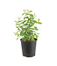 Camerise Edulis Berry Blue 2 gal | Camérisier rustique aux petits fruits savoureux