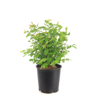 Camerise edulis blue bell 2 gal