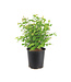 Camerise edulis blue bell 2 gal | Camérisier rustique aux petits fruits bleus gourmands