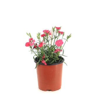 Dianthus Mad Magenta 1 gal