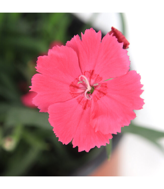 Dianthus Mad Magenta 1 gal | Oeillet vivace magenta pour jardin éclatant