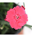 Dianthus Mad Magenta 1 gal | Oeillet vivace magenta pour jardin éclatant