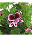 Pelargonium Mosquitaway Eva 5 po | Géranium anti-moustique parfumé et fleuri