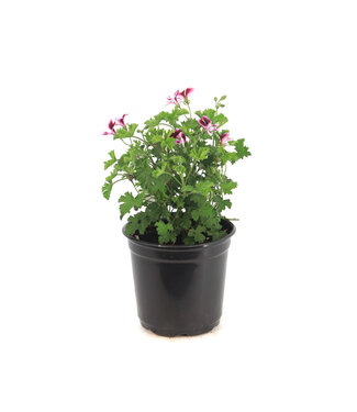 Pelargonium Mosquitaway Eva 5 po