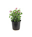Pelargonium Mosquitaway Eva 5 po | Géranium anti-moustique parfumé et fleuri