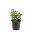 Pelargonium Mosquitaway Senna 5 po | Géranium anti-moustique parfumé et lumineux