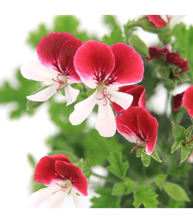 Pelargonium Mosquitaway Senna 5 po | Géranium anti-moustique parfumé et lumineux