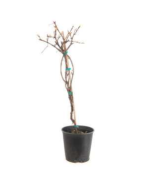 Raisin Adalmiina 2 gal