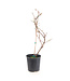 Raisin Briana duo  2 gal | Vigne rustique aux raisins savoureux pour jardin gourmand