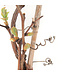 Raisin Briana duo  2 gal | Vigne rustique aux raisins savoureux pour jardin gourmand