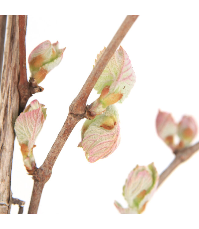 Raisin Somerset | Grappes de raisins pour un jardin gourmand