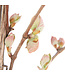 Raisin Somerset | Grappes de raisins pour un jardin gourmand