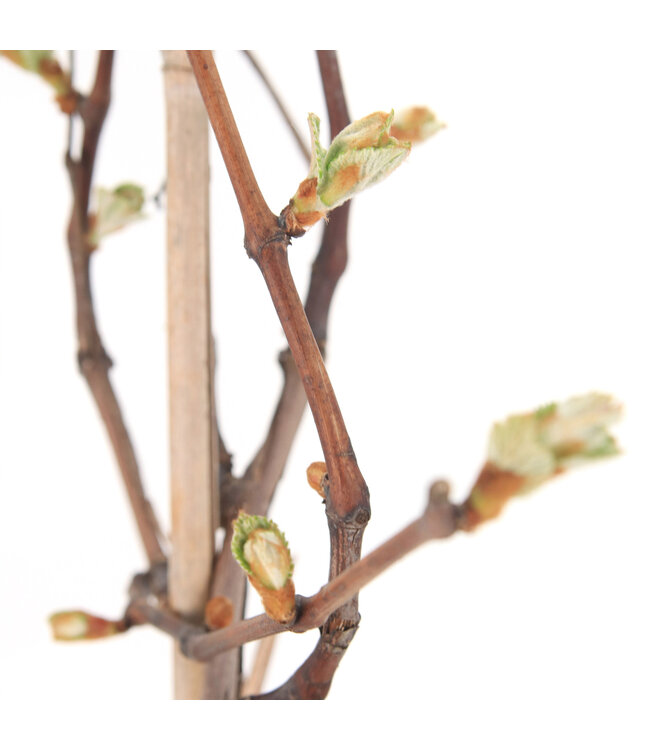 Raisin Trollhaugen 2 gal | Vigne rustique aux raisins bleus sans pépins