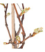 Raisin Trollhaugen 2 gal | Vigne rustique aux raisins bleus sans pépins