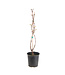 Raisin Trollhaugen 2 gal | Vigne rustique aux raisins bleus sans pépins
