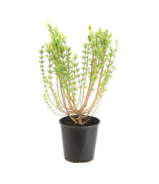 Salix Hakuro Nishiki