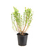Salix Hakuro Nishiki | Saule crevette panaché élégant pour jardin lumineux