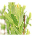 Salix Hakuro Nishiki | Saule crevette panaché élégant pour jardin lumineux