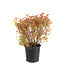 Spiraea Goldflame | Spirée au feuillage doré et fleurs roses pour jardin lumineux