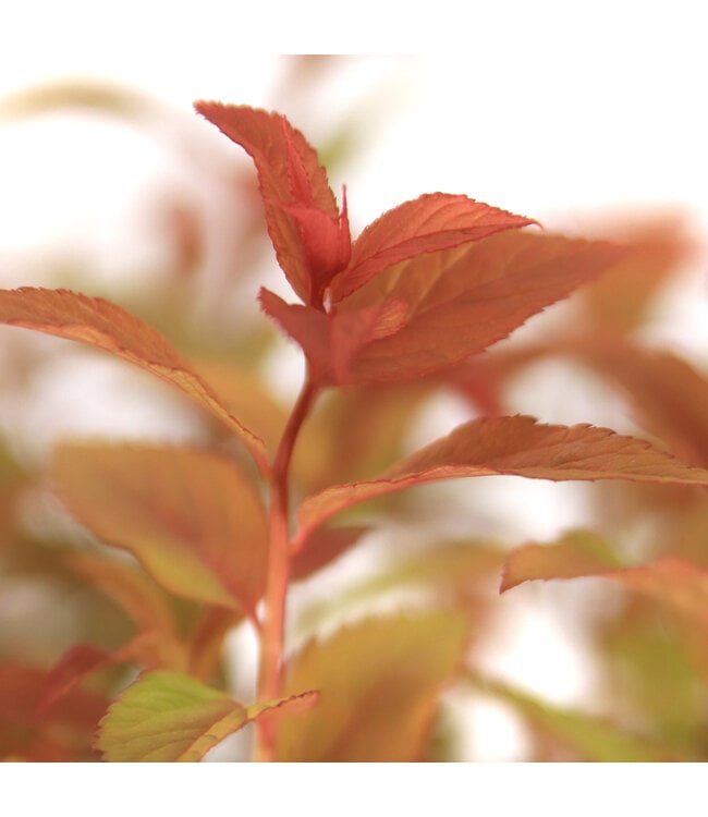 Spiraea Goldflame | Spirée au feuillage doré et fleurs roses pour jardin lumineux