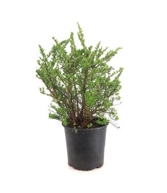 Spiraea Snowmound