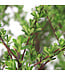 Spiraea Snowmound | Spirée blanche élégante pour jardin lumineux et raffiné