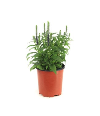 veronica royal candles 2gal