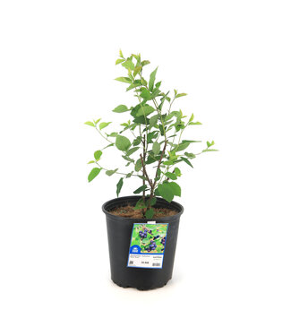 Amelanchier Isaac
