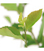 Amelanchier Isaac | Arbuste fruitier pour un jardin gourmand