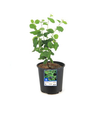 Amelanchier Thiessen