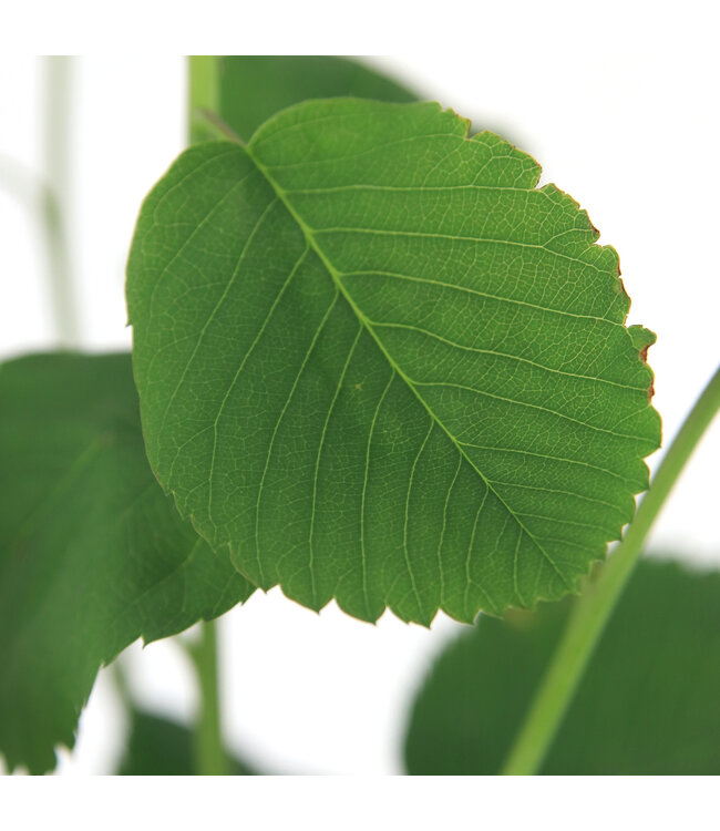 Amelanchier Thiessen | Arbre fruitier aux baies comestibles pour un jardin gourmand