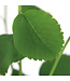 Amelanchier Thiessen | Arbre fruitier aux baies comestibles pour un jardin gourmand