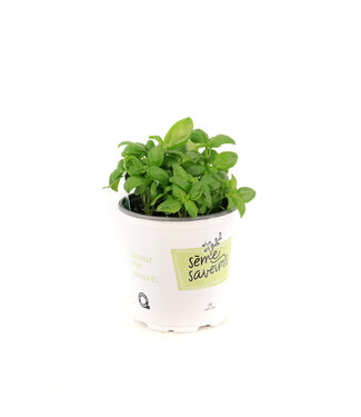 Basilic grandes feuilles 1 gal