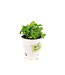 Basilic grandes feuilles 1 gal | Plant aromatique frais pour cuisine et potager