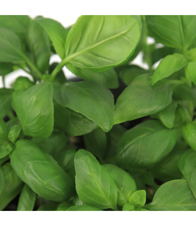 Basilic grandes feuilles 1 gal | Plant aromatique frais pour cuisine et potager