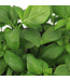Basilic grandes feuilles 1 gal | Plant aromatique frais pour cuisine et potager