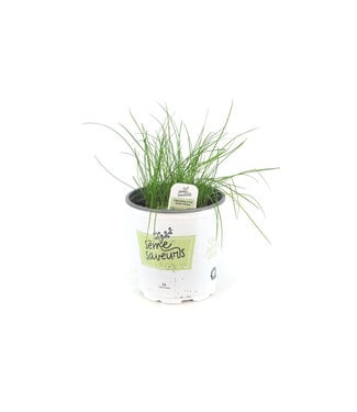 Ciboulette a  l'ail 1 gal