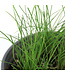 Ciboulette a  l'ail 1 gal | Fine herbe vivace parfumée pour potager gourmand