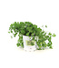 Coriandre 1 gal | Fine herbe fraîche et parfumée pour cuisine et potager