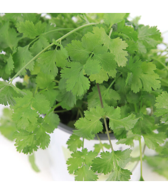 Coriandre 1 gal | Fine herbe fraîche et parfumée pour cuisine et potager