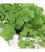 Coriandre 1 gal | Fine herbe fraîche et parfumée pour cuisine et potager