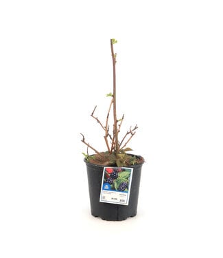 Murier Iliny Hardy 2 gal