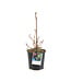 Murier Iliny Hardy 2 gal | Mûrier rustique aux mûres noires savoureuses